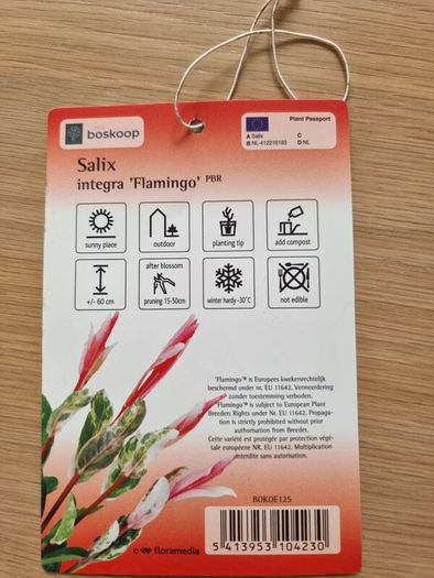 Salix Integra Flamingo small tree