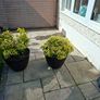 Barrel planter Image 2