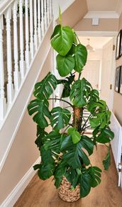 House Plant