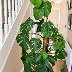 House Plant