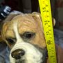 Beautiful Large Heavy Boxer Dog Ornament in Good Condition, Postage Available Image 3