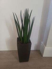 Sansevieria Cylindrica planter
