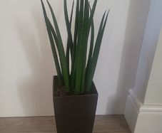 Sansevieria Cylindrica planter