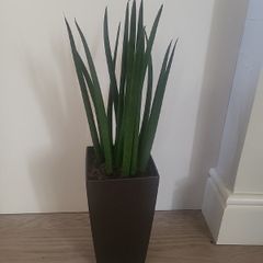 Sansevieria Cylindrica planter