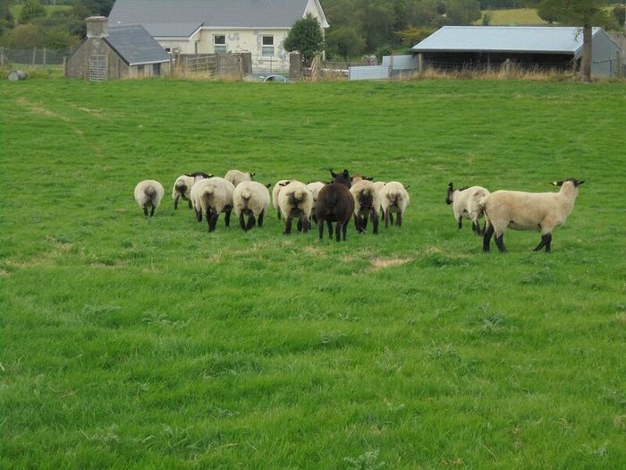 Breeding Hoggets and Sheep