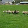Breeding Hoggets and Sheep Image 10