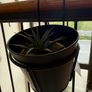 Indoor/outdoor use - 9 plant pots from H&M Image 9