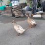 Khaki campell pair Image 2