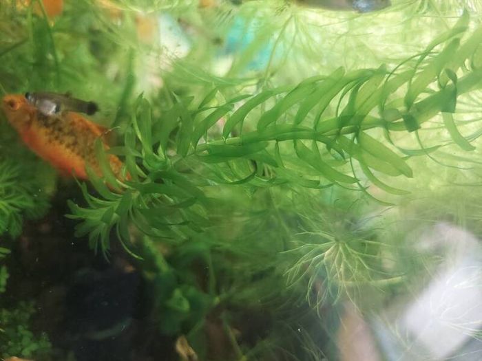 aquarium plants