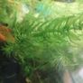 aquarium plants Image 2