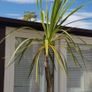 Palm Tree Image 7