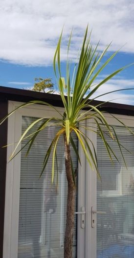 Palm Tree