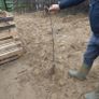 Apple Trees Image 2
