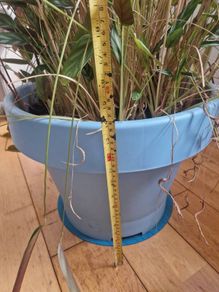 Large, mature Ctenanthe 'Amagris' (Fishbone Prayer Plant)