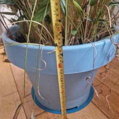 Large, mature Ctenanthe 'Amagris' (Fishbone Prayer Plant)