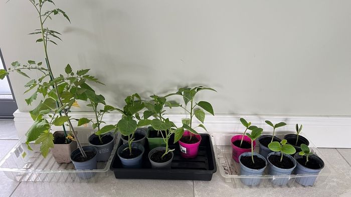 Various baby plants