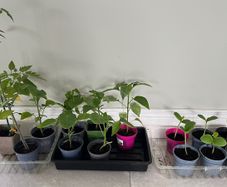 Various baby plants