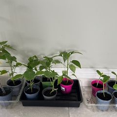 Various baby plants