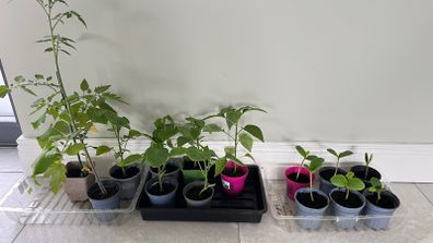 Various baby plants