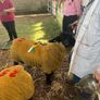 Suffolk Rams Image 7