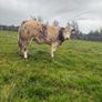 Show roan BB heifer Image 2