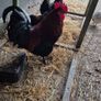 Fertile Hatching Eggs Image 8