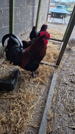 Fertile Hatching Eggs