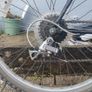 Bicycle Image 3