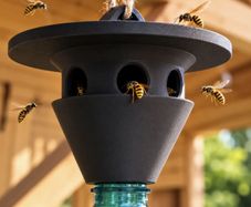 Wasp Trap - Plastic
