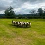 40 Hoggets Image 5