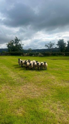 40 Hoggets