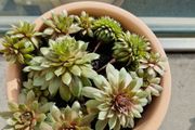 Succulent plant