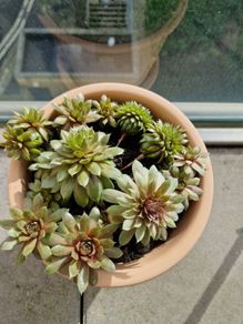 Succulent plant