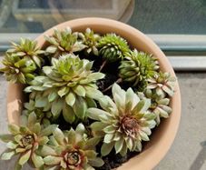 Succulent plant