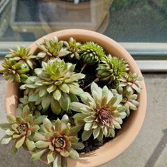 Succulent plant