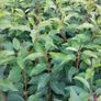 Portuguese Laurel Image 4