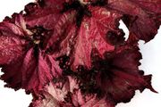 Begonia