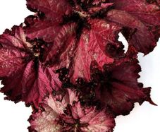 Begonia