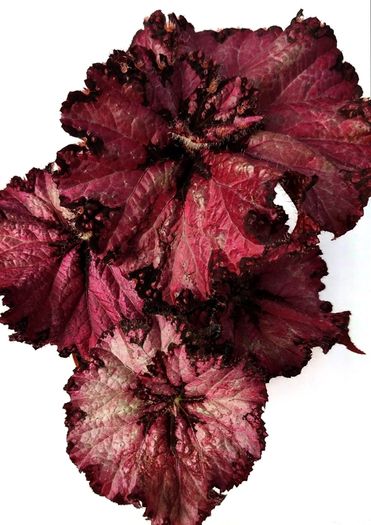 Begonia