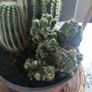 Cactus Plants Image 3