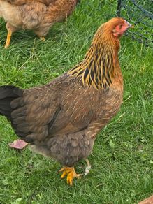Pol pullets