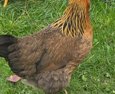 Pol pullets