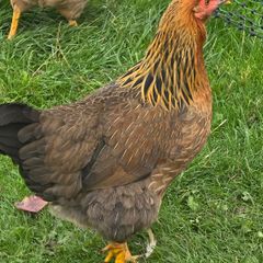 Pol pullets