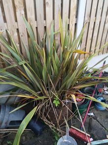 plant