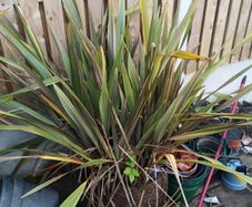 plant
