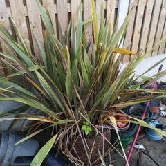 plant