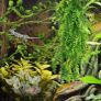 Reptile Plants, Terrarium Hanging Plant Vines Artificial Leaves Reptile Hide, Leopard Gecko Tank Accessories, Terrarium Decorations for Bearded Dragon Lizard Snake Geckos Chameleon (FREE POSTAGE) Image 4