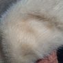 2 X Mid Century Mink Hats(Barnardos) Image 10