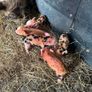 Kune Kune piglets Image 4