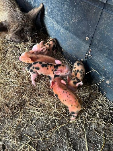 Kune Kune piglets